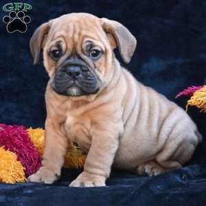 Bruno, Miniature Bulldog Puppy